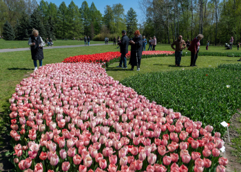 Łódzki Ogród Botaniczny rozkwitł tulipanami [ZDJĘCIA]