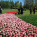 Łódzki Ogród Botaniczny rozkwitł tulipanami [ZDJĘCIA]