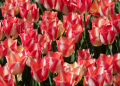 2026.04.25 Tulipany w botaniku fotLacheta 35