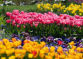 2026.04.25 Tulipany w botaniku fotLacheta 36