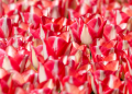 2026.04.25 Tulipany w botaniku fotLacheta 53