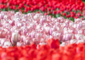 2026.04.25 Tulipany w botaniku fotLacheta 57