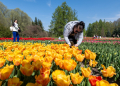2026.04.25 Tulipany w botaniku fotLacheta 70