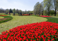 2026.04.25 Tulipany w botaniku fotLacheta 77