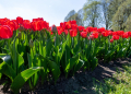 2026.04.25 Tulipany w botaniku fotLacheta 78