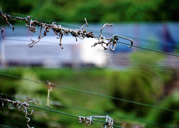 Tragiczne porażenie prądem w gminie Stryków. Są zarzuty za elektrycznego pastucha