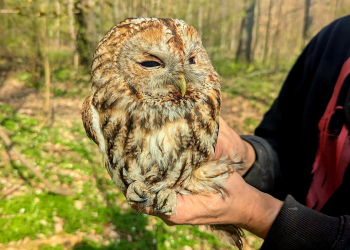 Coraz mniej sów w Łódzkiem. Co jest przyczyną tego stanu rzeczy?