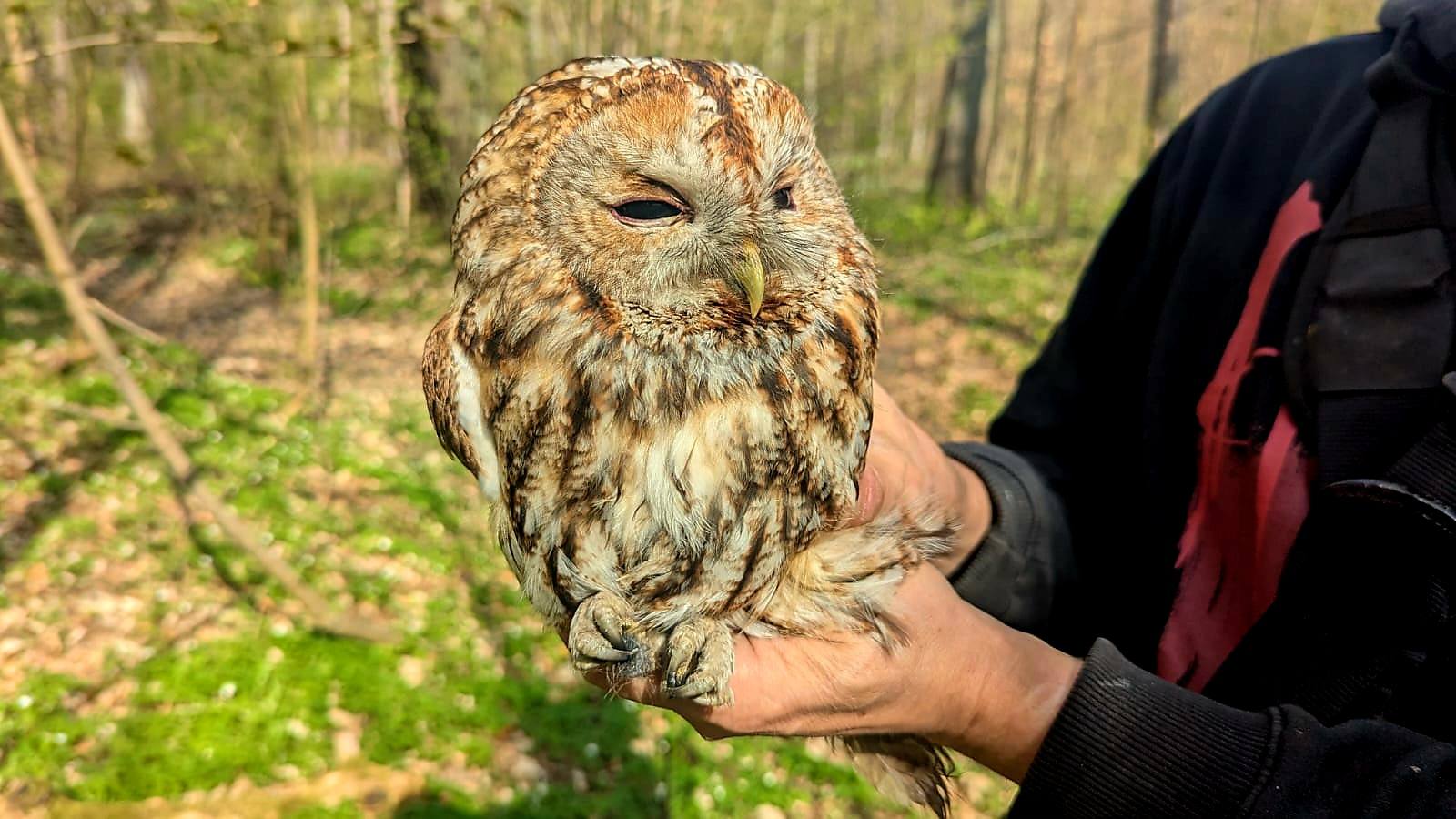 Coraz mniej sów w Łódzkiem. Co jest przyczyną tego stanu rzeczy?