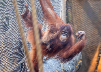 W Orientarium ZOO Łódź urodził się orangutan sumatrzański. To jeden z najrzadszych gatunków [ZDJĘCIA]