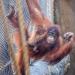W Orientarium ZOO Łódź urodził się orangutan sumatrzański. To jeden z najrzadszych gatunków [ZDJĘCIA]