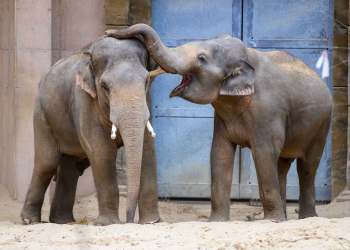 Pozegnanie dwoch sloni z lodzkiego zoo fot Sebastian Szwajkowski 16