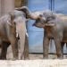 Pozegnanie dwoch sloni z lodzkiego zoo fot Sebastian Szwajkowski 16