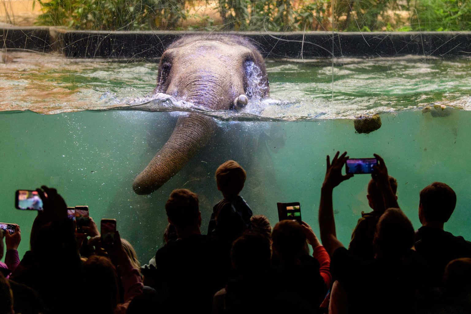 Pozegnanie dwoch sloni z lodzkiego zoo fot Sebastian Szwajkowski 20
