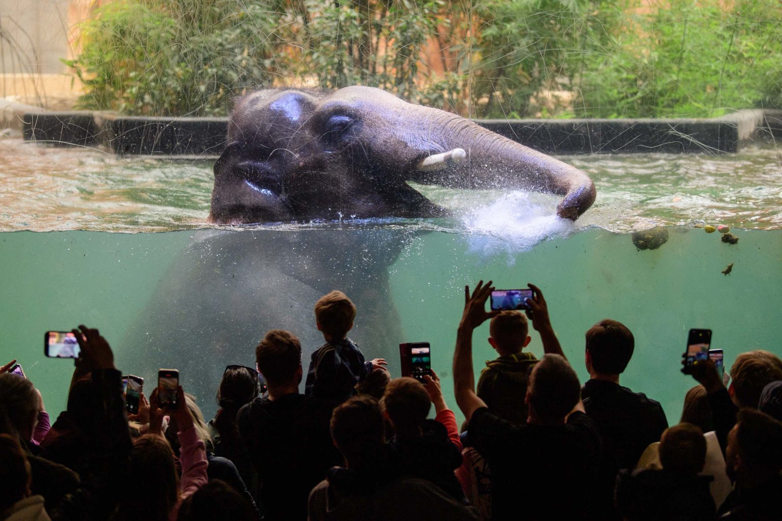 Pozegnanie dwoch sloni z lodzkiego zoo fot Sebastian Szwajkowski 21