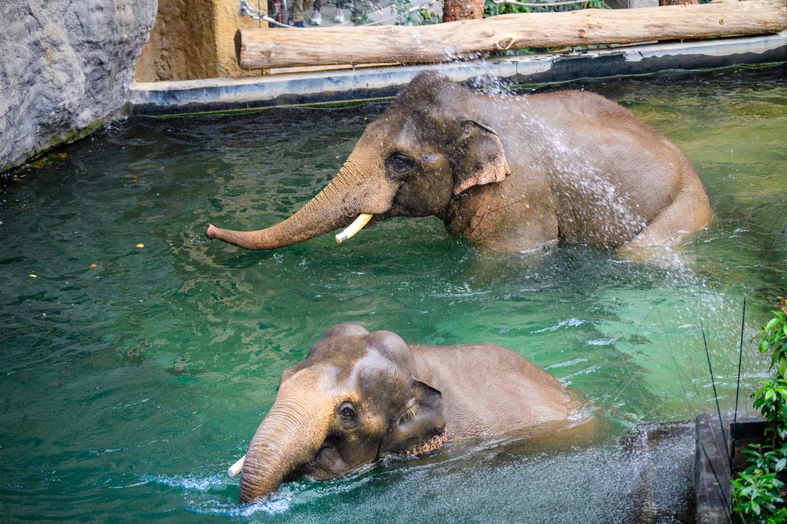 Pozegnanie dwoch sloni z lodzkiego zoo fot Sebastian Szwajkowski 27