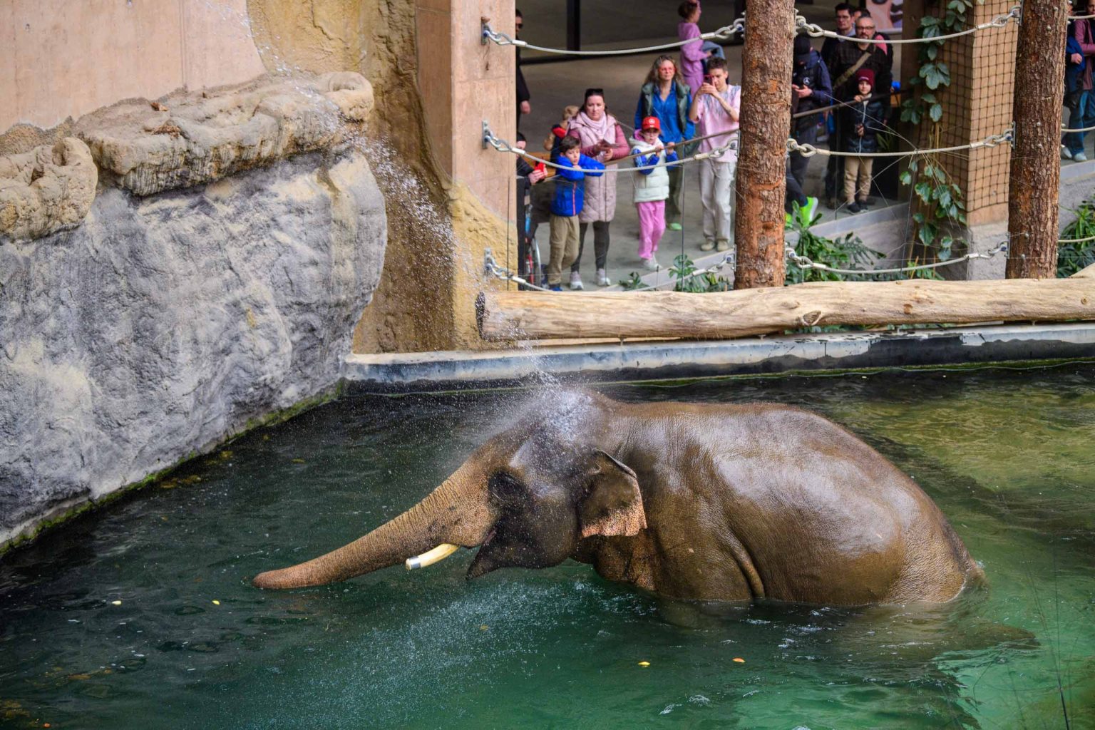 Pozegnanie dwoch sloni z lodzkiego zoo fot Sebastian Szwajkowski 28