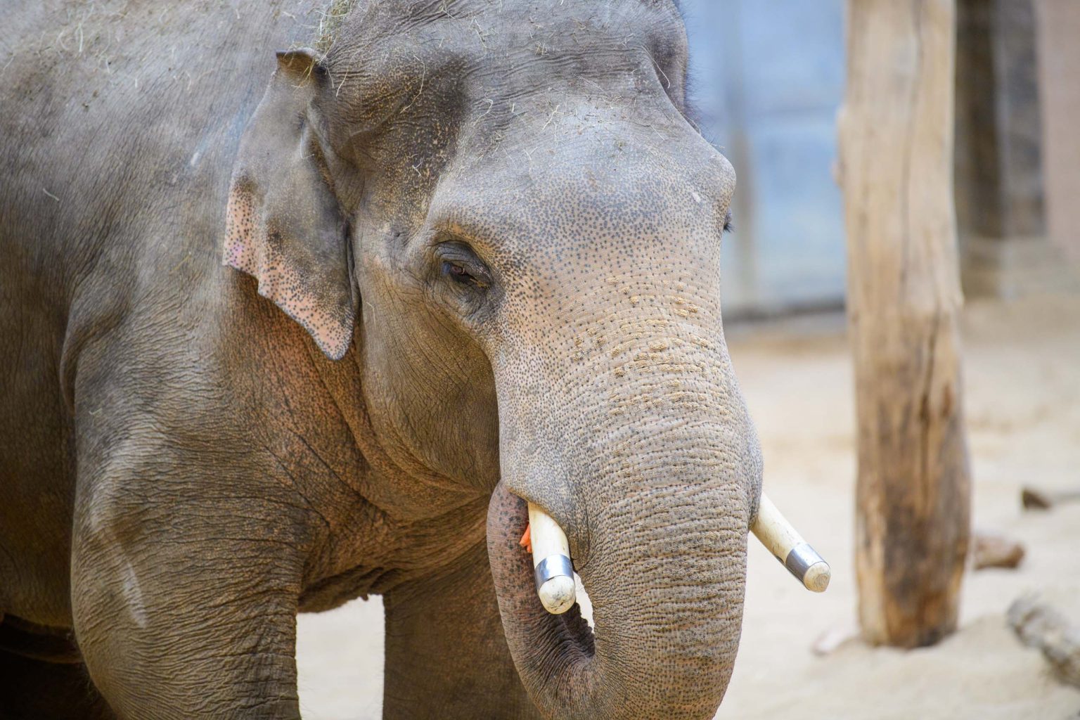 Pozegnanie dwoch sloni z lodzkiego zoo fot Sebastian Szwajkowski 5