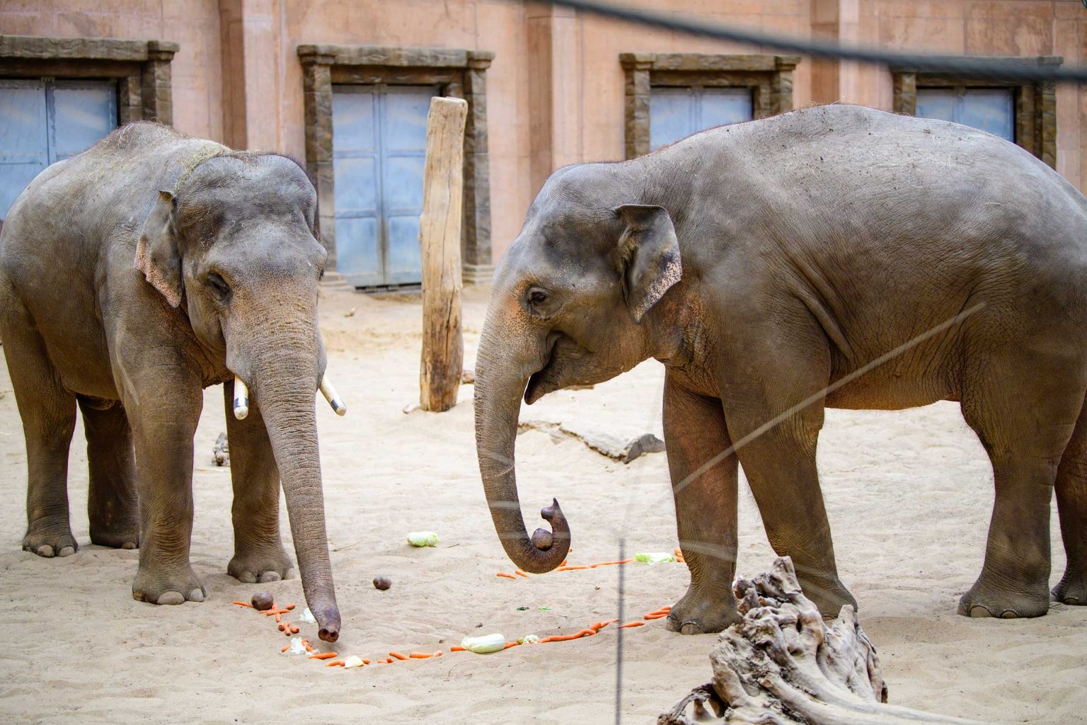 Pozegnanie dwoch sloni z lodzkiego zoo fot Sebastian Szwajkowski 6