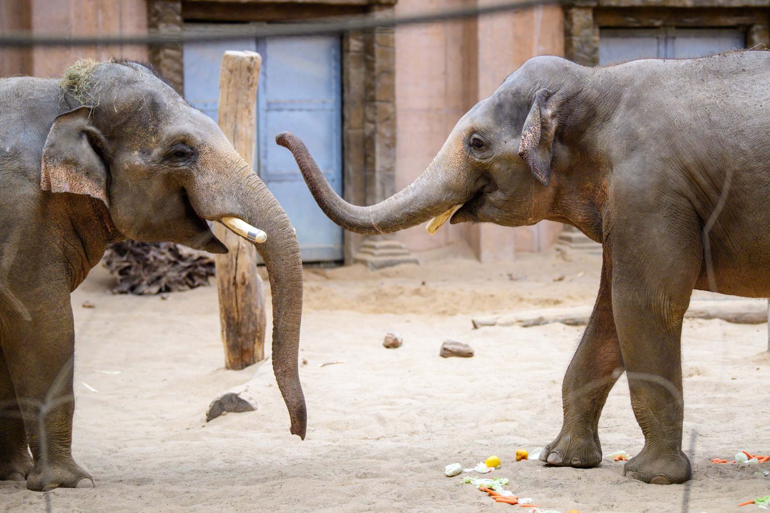Pozegnanie dwoch sloni z lodzkiego zoo fot Sebastian Szwajkowski 9