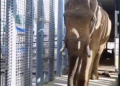 Dwa słonie, które opuściły łódzkie ZOO trafiły to ogrodu w Tunezji 10 Dwa słonie, które opuściły łódzkie ZOO trafiły to ogrodu w Tunezji