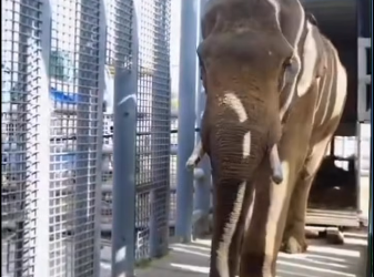 Dwa słonie, które opuściły łódzkie ZOO trafiły to ogrodu w Tunezji