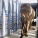 Dwa słonie, które opuściły łódzkie ZOO trafiły to ogrodu w Tunezji