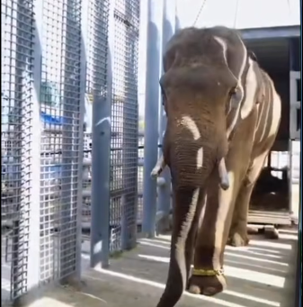 Dwa słonie, które opuściły łódzkie ZOO trafiły to ogrodu w Tunezji