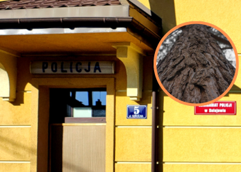 Przed policją próbował uciec... na drzewo. Policja zatrzymała 27-letniego złodzieja