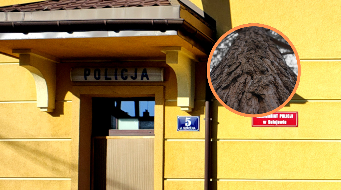 Przed policją próbował uciec... na drzewo. Policja zatrzymała 27-letniego złodzieja
