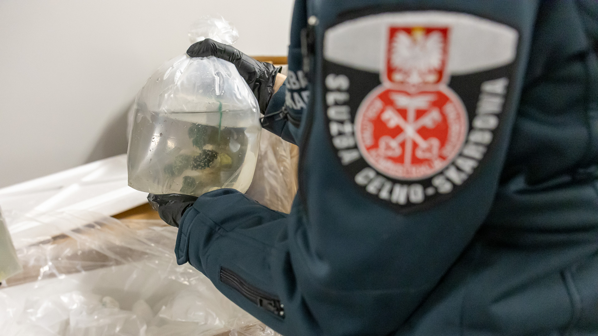 Nielegalny przemyt koralowców