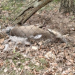 Martwa sarna na jednej z działek w powiecie zgierskim. Mieszkańcy czekają na reakcję gminy 16 Martwa sarna na jednej z działek w powiecie zgierskim. Mieszkańcy czekają na reakcję gminy