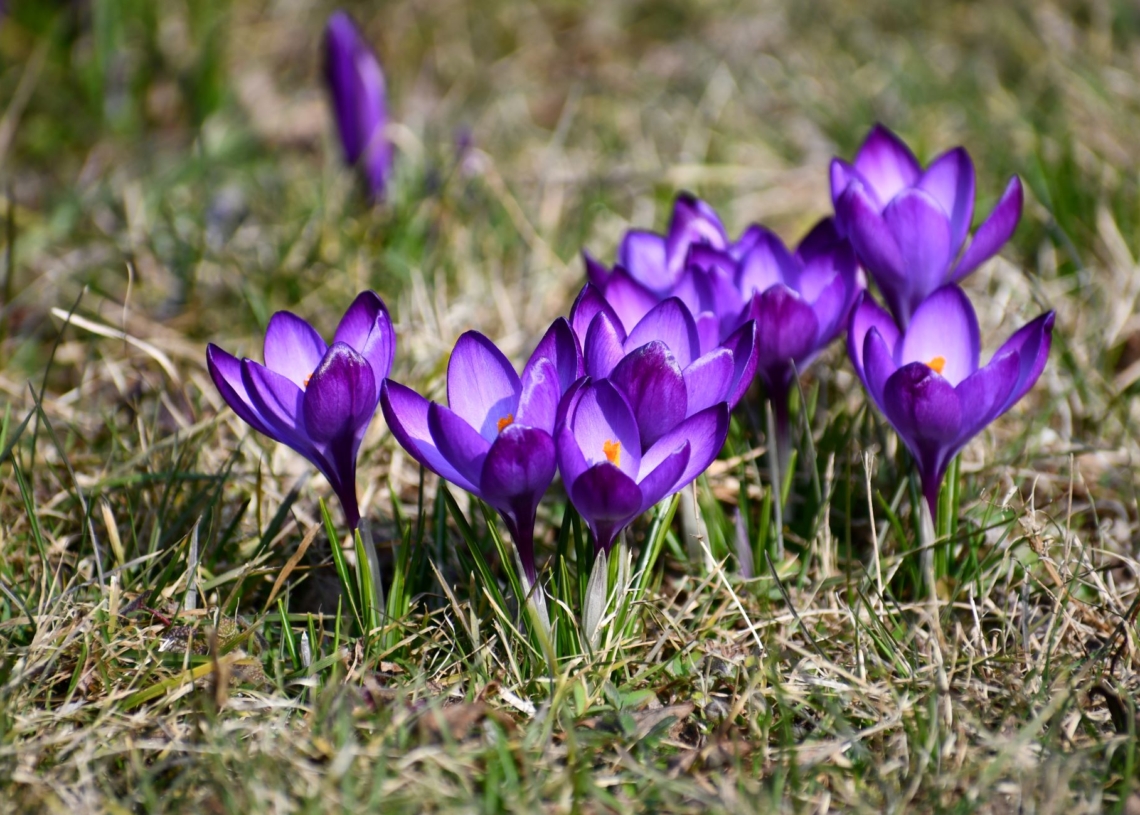 Ogród Botaniczny w Łodzi otwarty. Można podziwiać bogactwo pierwszych kwiatów 1 https://samorzad.gov.pl/web/gmina-konstantynow-lodzki/koniec-betonozy--plac-kosciuszki-w-centrum-konstantynowa-lodzkiego-zmieni-sie-w-zielony-park