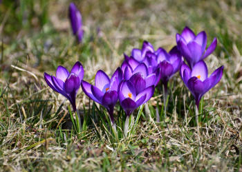 Ogród Botaniczny w Łodzi otwarty. Można podziwiać bogactwo pierwszych kwiatów 6 https://samorzad.gov.pl/web/gmina-konstantynow-lodzki/koniec-betonozy--plac-kosciuszki-w-centrum-konstantynowa-lodzkiego-zmieni-sie-w-zielony-park