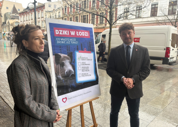 Łódź: czy rozwiąże się problem dzików w mieście? Powstał specjalny zespół, będą ekspertyzy