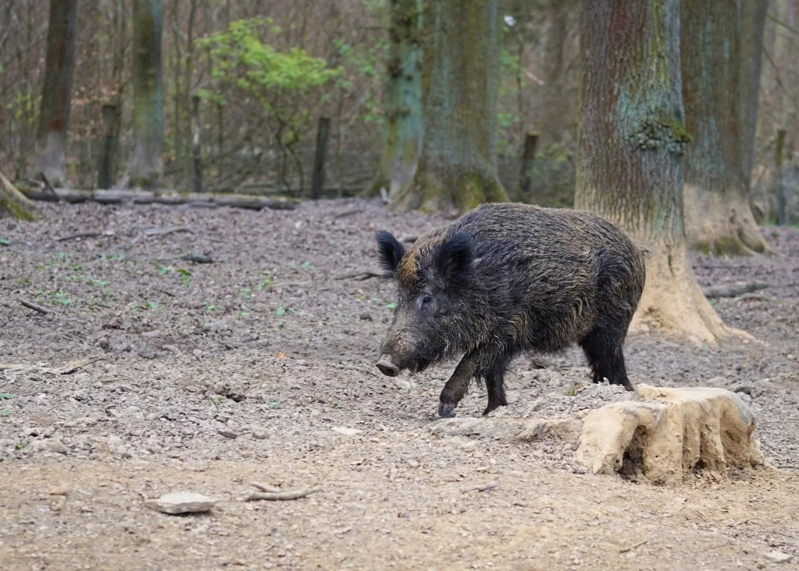 Odłów i eutanazja dzików w Łodzi? Nie jest to wykluczone 1 Odłów i eutanazja dzików w Łodzi? Nie jest to wykluczone