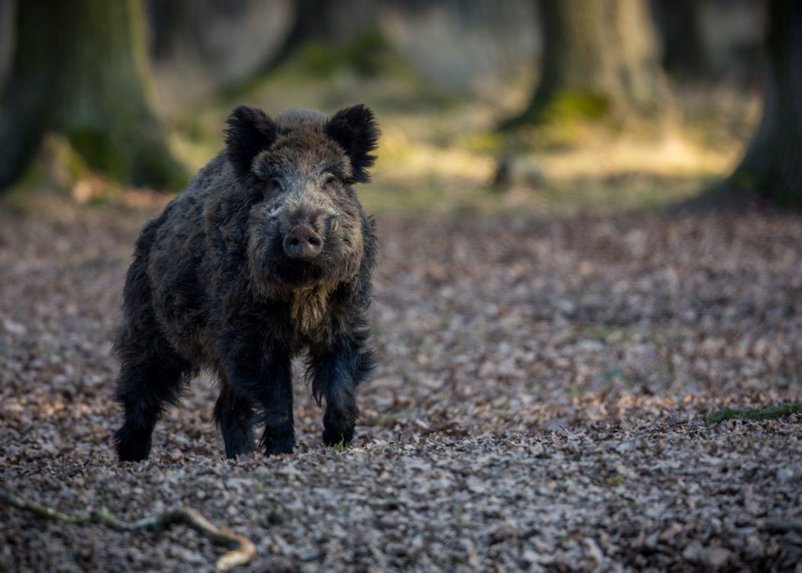 Dziki będą odławiane i poddawane eutanazji. Miasto poszukuje już firmy
