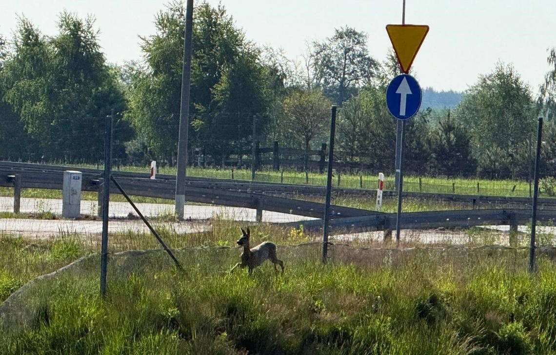 Sarna w potrzasku. Niecodzienna interwencja policjantów przy S14 [ZDJĘCIA]