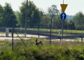 Sarna w potrzasku. Niecodzienna interwencja policjantów przy S14 [ZDJĘCIA]