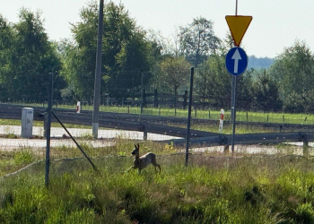 Sarna w potrzasku. Niecodzienna interwencja policjantów przy S14 [ZDJĘCIA]