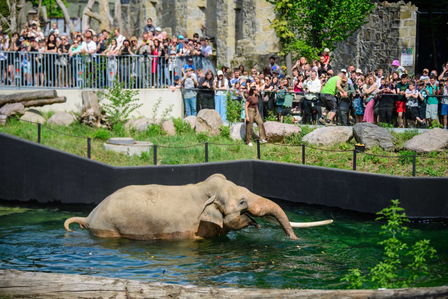 Kąpiel słoni w łódzkim zoo fot Sebastian Szwajkowski_10 Kapiel sloni w lodzkim zoo fot Sebastian Szwajkowski 10