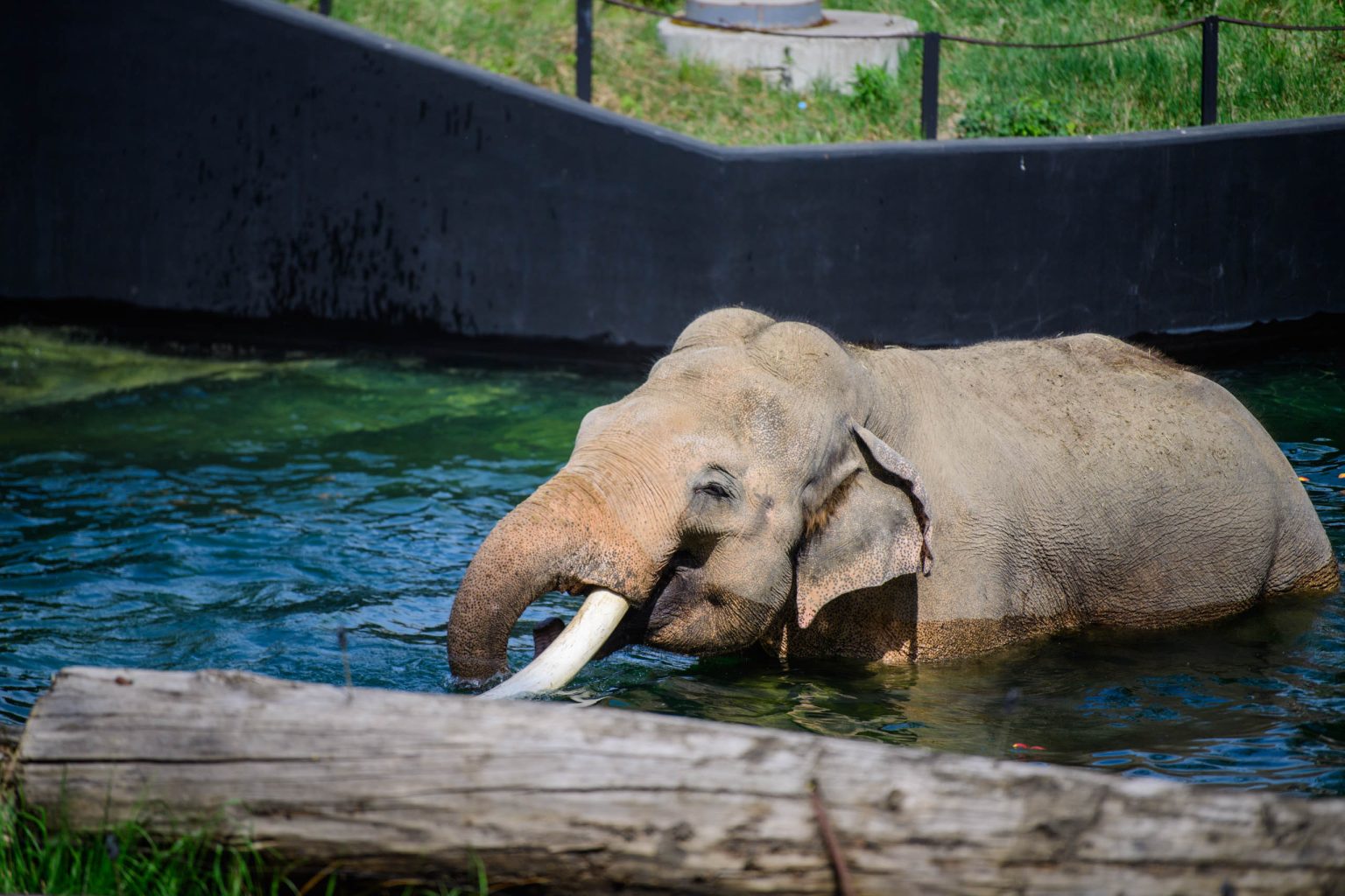 Kąpiel słoni w łódzkim zoo fot Sebastian Szwajkowski_13 Kapiel sloni w lodzkim zoo fot Sebastian Szwajkowski 13