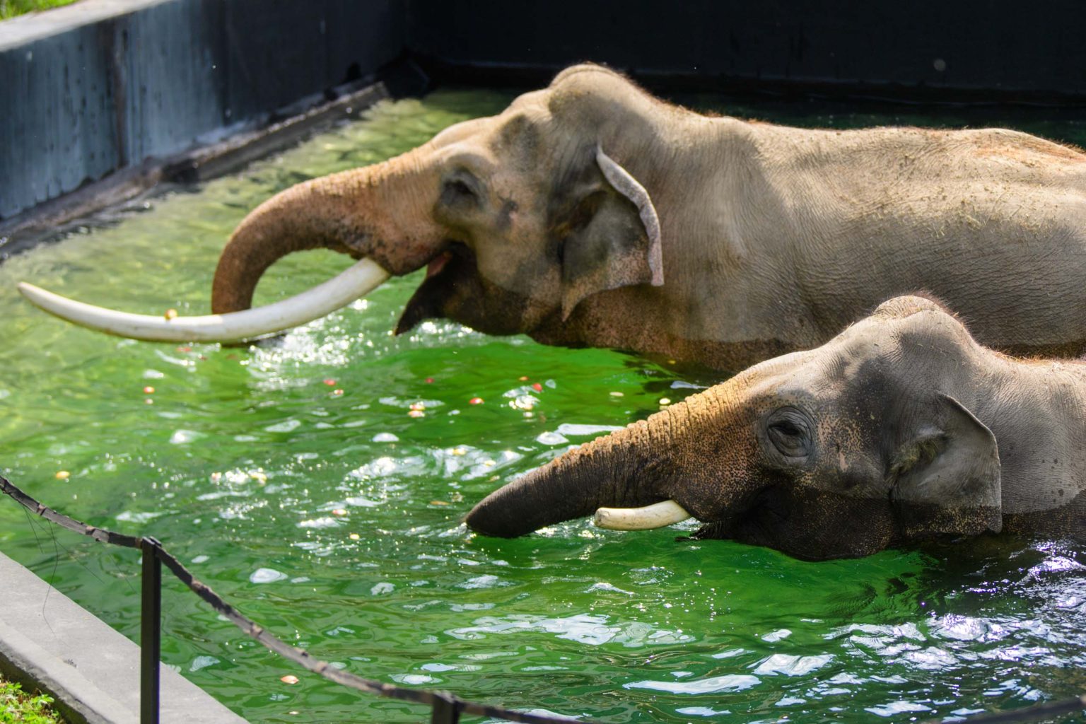 Kapiel sloni w lodzkim zoo fot Sebastian Szwajkowski 15