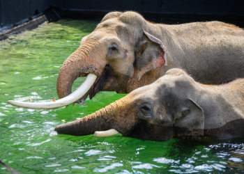 Plenerowe kąpiele. Słonie na zewnętrznym wybiegu w Orientarium ZOO Łódź