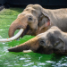 Plenerowe kąpiele. Słonie na zewnętrznym wybiegu w Orientarium ZOO Łódź