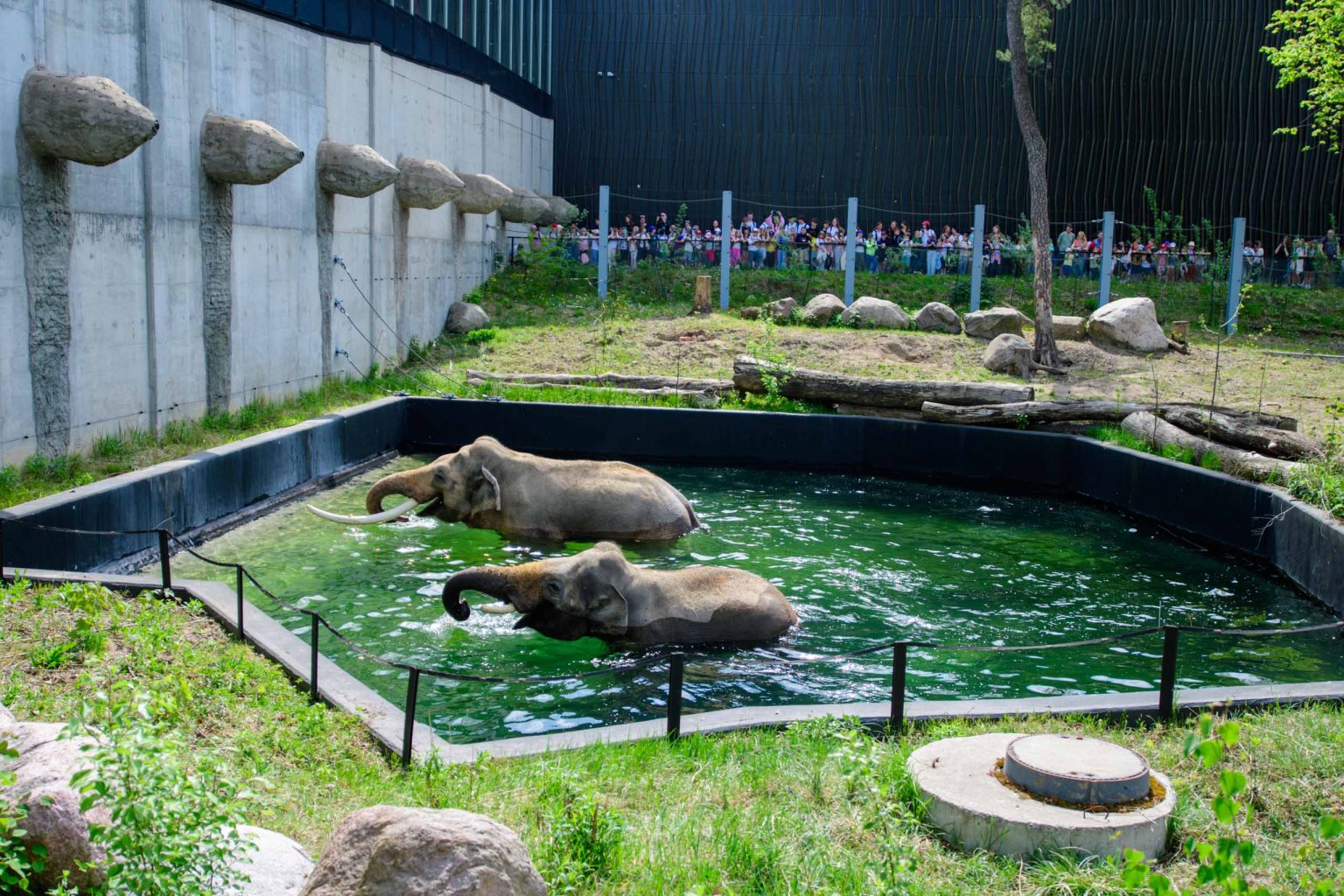 Kąpiel słoni w łódzkim zoo fot Sebastian Szwajkowski_2 Kapiel sloni w lodzkim zoo fot Sebastian Szwajkowski 2
