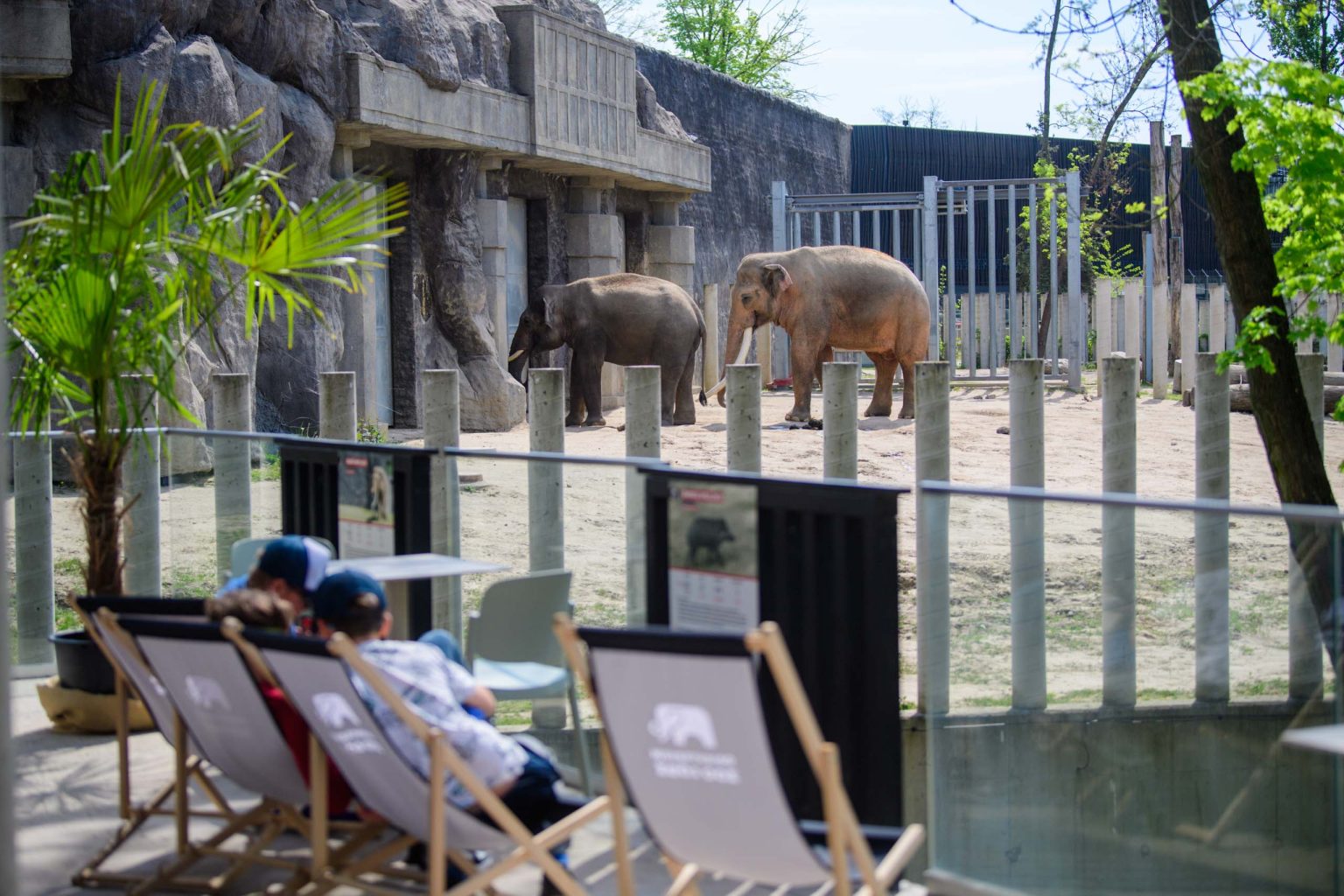 Kąpiel słoni w łódzkim zoo fot Sebastian Szwajkowski_21 Kapiel sloni w lodzkim zoo fot Sebastian Szwajkowski 21 1