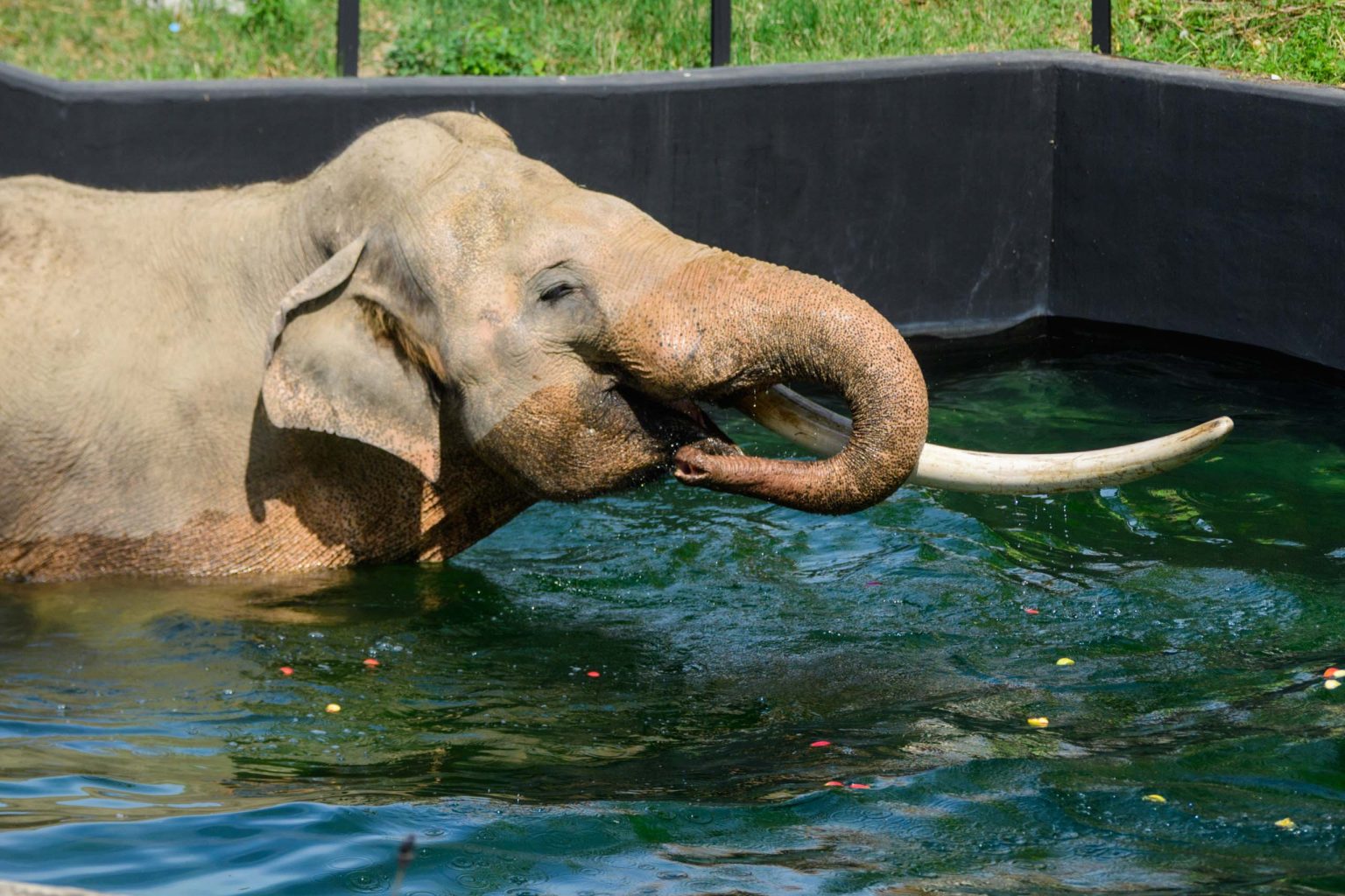 Kąpiel słoni w łódzkim zoo fot Sebastian Szwajkowski_9 Kapiel sloni w lodzkim zoo fot Sebastian Szwajkowski 9