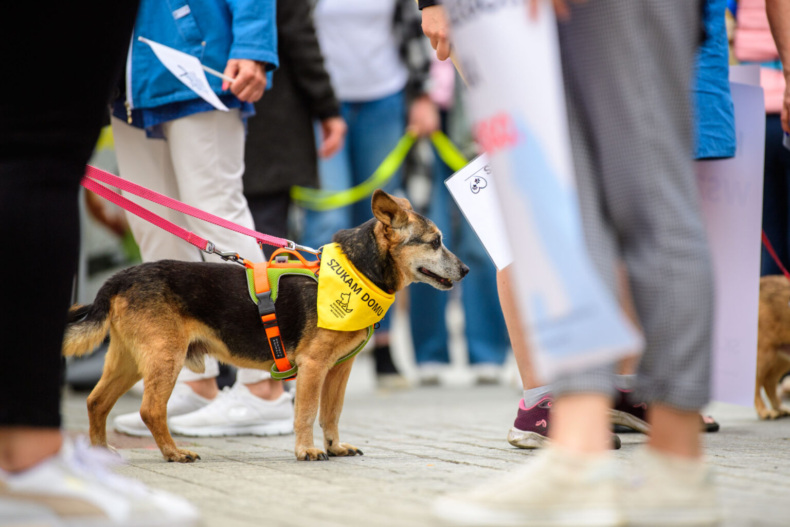 Parada Kundelkow 2026 fot Sebastian Szwajkowski 5