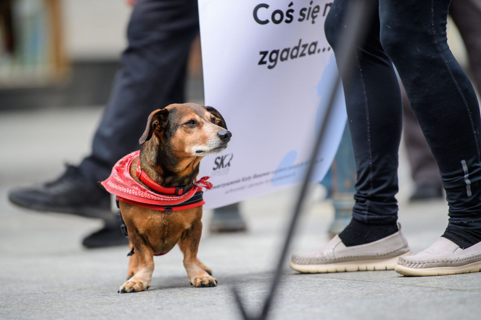 Parada Kundelkow 2026 fot Sebastian Szwajkowski 9