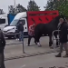 Dorożkarz z Krakowa stracił pracę. To konsekwencje agresji wobec konia 7 Dorożkarz z Krakowa stracił pracę. To konsekwencje agresji wobec konia